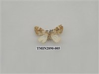 藏品(尺蛾622)的圖片